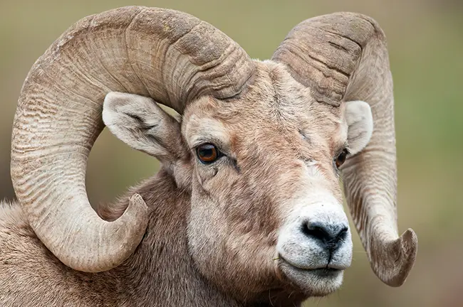Bighorn Sheep Ram headshot on an Estes Park Wildlife Tour in Rocky Mountain National Park